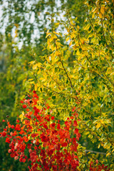 Wall Mural - background autumn tree branches yellow, green, orange, red