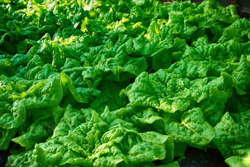 Wall Mural - lettuce plants from small home farm