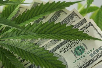 Wall Mural - US dollars on the cannabis plant