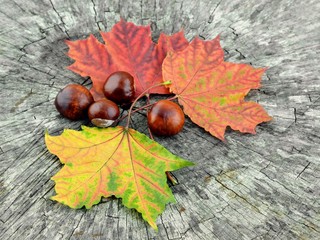 Wall Mural - Maple leaves and chestnuts on wooden background.