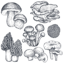 Vector Collection Of Hand Drawn Mushrooms In Sketch Style