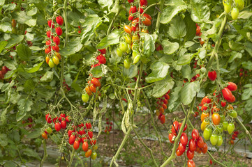 Wall Mural - Cherry tomatos Yellow and Red