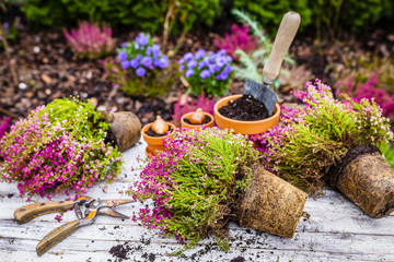 Heathers and autumn seedlings for planting in the garden. 
