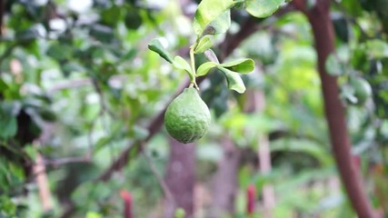 Poster - Bergamot on Tree in garden