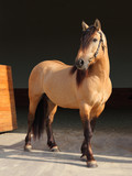 Fototapeta Konie - Paso Fino horse portrait in stud farm