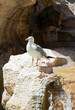 seagull on a stone at the Trevi Fountain in Rome