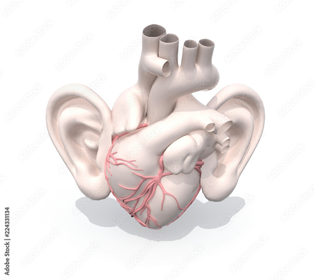 human heart organ with big ears Stock Illustration | Adobe Stock