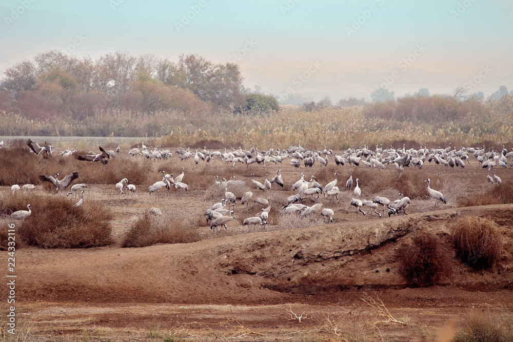 Thousands of Gray Cranes flocking and nesting in shallow water of the ...