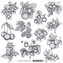 Vector Collection Of Hand Drawn Sketched Berries Isolated On White Background.