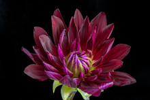 Floral Fine Art Still Life Detailed Color Macro Flower Portrait Image Of A Single Isolated Blooming Purple Red Wide Open Dahlia Blossom On Black Paper Background Seen From The Top