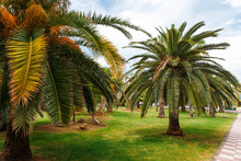 The Drying Up Palm Trees In The Park.