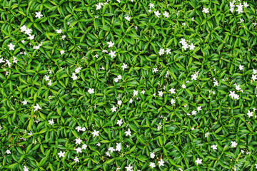 Wall Mural - green leaf flower plant background