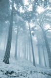 Fototapeta Las - winter pine forest in mist