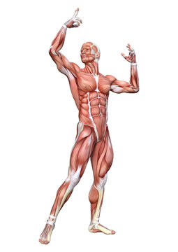 3D Rendering Male Anatomy Figure on White