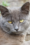Fototapeta Zwierzęta - Portrait of a gray  cat with yellow eyes.