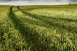 A wheat field with drive marks