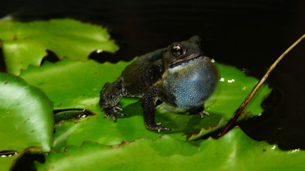 frog on leaf
