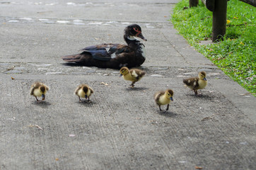 Patitos en familia