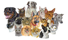 Set Of Dogs And Cats Breeds