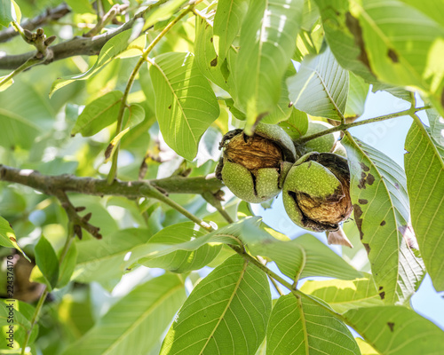 Fotomural Walnut on the branch of the walnut tree falls out of the shell.