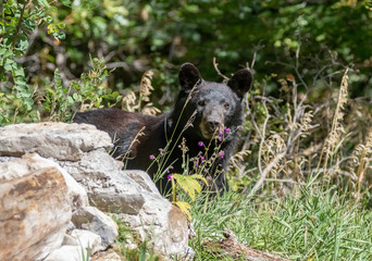 Wall Mural - Black bear at Capulin Spring, Cibola National Forest, Sandia Mountains, New Mexico