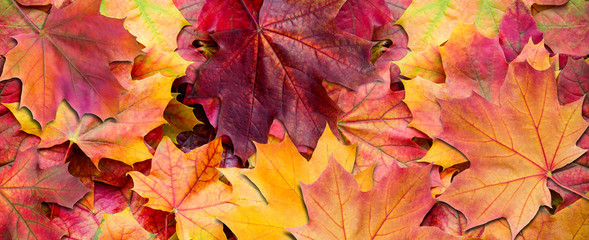 Wall Mural - yellow and red leaves. autumn background.