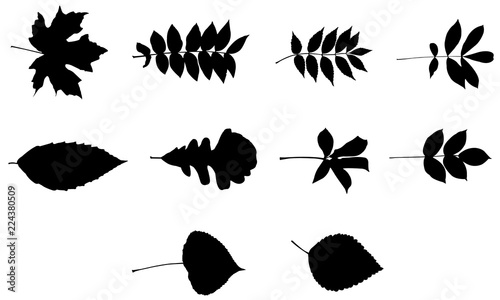 Download Leaf svg files cricut, leaves silhouette clip art, foliage Vector illustration eps, Black ...