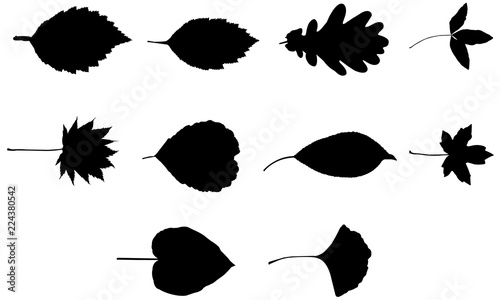 Download Leaf Svg Files Cricut Leaves Silhouette Clip Art Foliage Vector Illustration Eps Black Overlay Stock Vector Adobe Stock