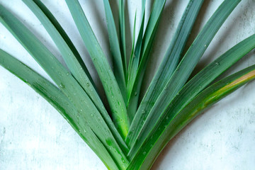 exotic plant on a concrete background