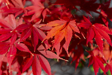 Wall Mural - beautiful autumn scenes in japan.