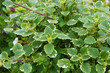 Plectranthus coleoides or swedish ivy  or creeping charlie green plant