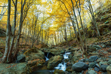 Forest waterfall.