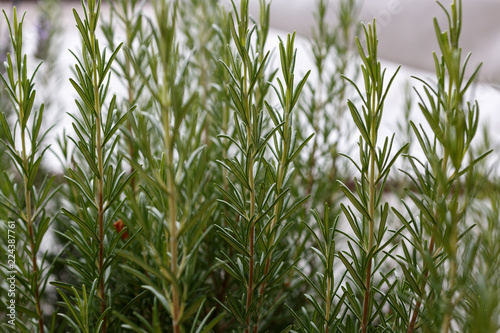 Frischer Rosmarin Im Garten Buy This Stock Photo And Explore