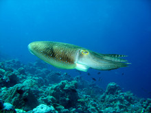 The Closeup Photo Of Cuttlefish Was Made In Wildlife. Cuttlefish Swims Over The Corals.