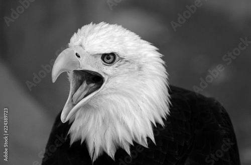 Black And White Photo Of The American Bald Eagle Head The Bird