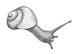 snail, ink hand drawn vintage illustration