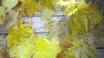 Wall Mural - Drops of water of a rain fall on the red and yellow leaves of a maple lying on a wooden flooring in sunny autumn day