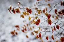 Brown Dry Leaves Covered With Snow, On Branches In The Winter Garden_