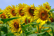closeup of sunflowers in sunlight, Virginia, USA