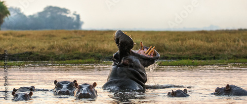 Yawning common hippopotamus in the water at sunset Tableau sur Toile