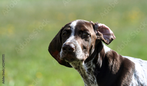 German Shorthaired Pointer German Kurtshaar One Brown Spotted