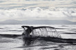 The tail of the sperm whale, Atlantic Ocean, Iceland, Husavik. Whale safari