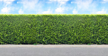 Green  Hedge From Evergreen Plants With Sky And Gravel Road. Seamless Endless Pattern.