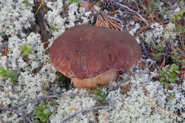 white mushroom in the forest