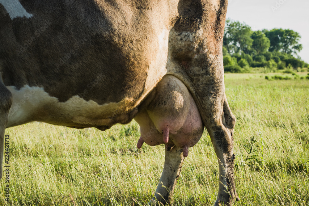 Cow Rear Uddert Photo Stock Udder and rear end of a brown cow covered in mud and set ...