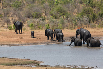 Wall Mural - elephant in africa in a group