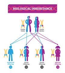 Biological inheritance vector illustration infographic. Biology education.