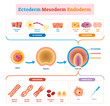 Endoderm, mesoderm and ectoderm vector illustration labeled infographic.