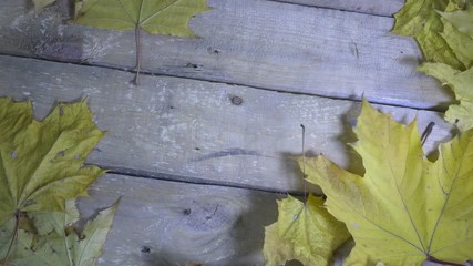 Wall Mural - Drops of water of a rain fall on the red and yellow leaves of a maple lying on a wooden flooring in sunny autumn day