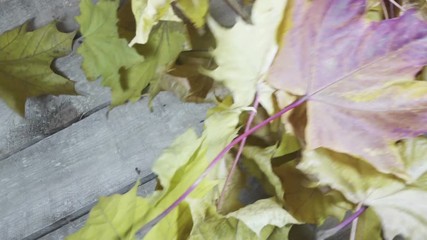 Wall Mural - Drops of water of a rain fall on the red and yellow leaves of a maple lying on a wooden flooring in sunny autumn day